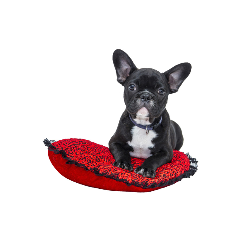 Soft Mini Bed For Dog